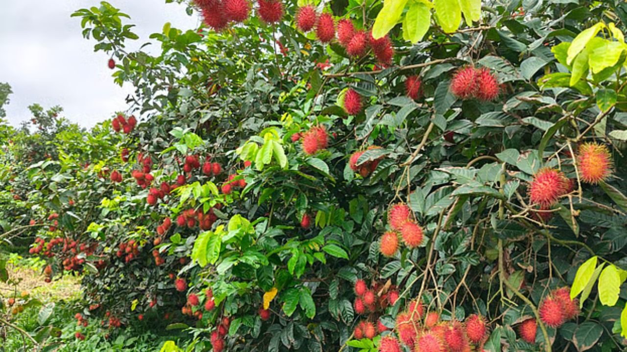 লোকসান দিয়ে শুরু, ২০ বিঘার বাগানে এখন বিদেশি ফলের সমারোহ