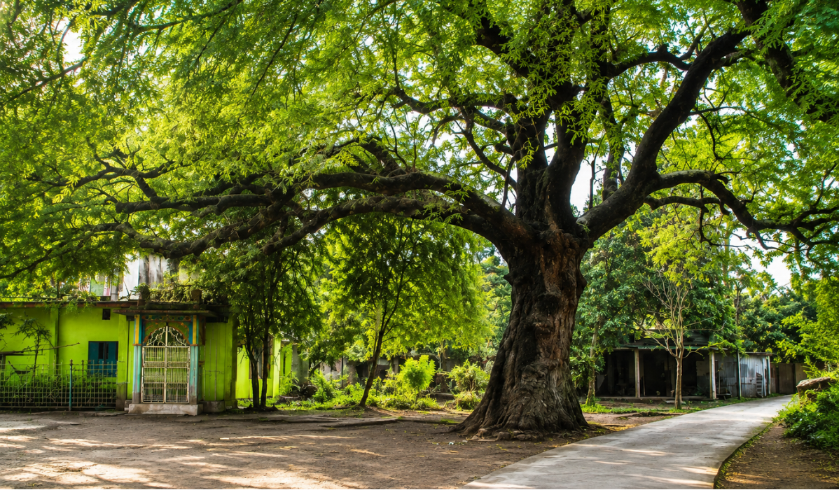 যশোরে ভৈরবতীরে ৪০০ বছরের পুরোনো নিমগাছ