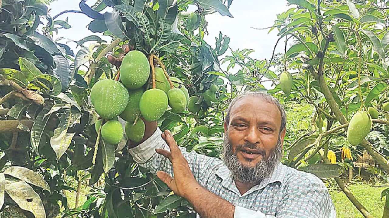 মালদা থেকে আসা ডগায় চাঁপাইনবাবগঞ্জে নতুন সম্ভাবনা ‘কল্যাণভোগ’