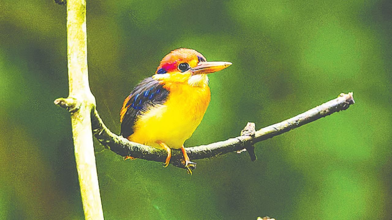 দুর্লভ বুনো মাছরাঙার ছানার দেখা মিলল আদমপুরে