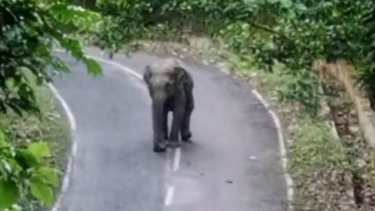 হঠাৎ সড়কে হাতির পাল, তিন ঘণ্টা বন্ধ ছিল যান চলাচল