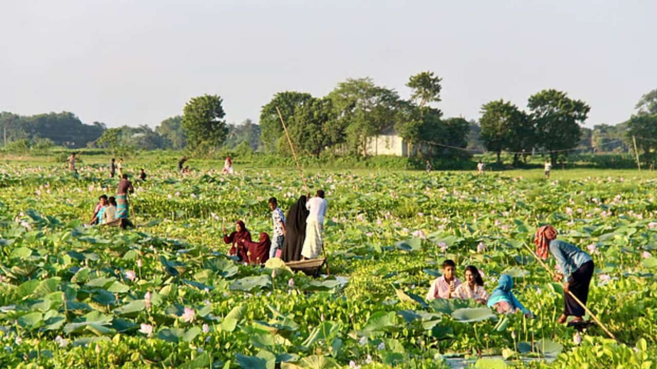 পদ্মফুলে ‘গোলাপি রাজ্য’, দর্শনার্থীদের ভিড়; ফুল ছেঁড়া নিয়ে ক্ষোভ