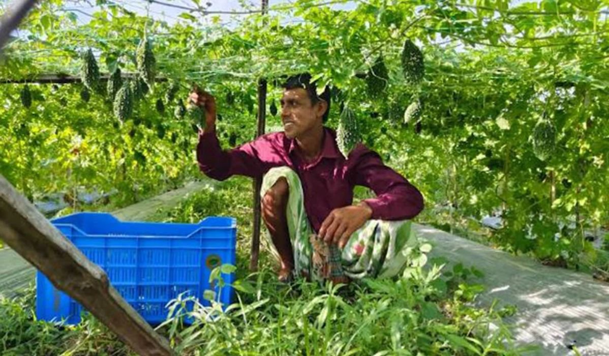 বিষমুক্ত সবজি চাষে ভালো ফলন, ন্যায্য দাম না পেয়ে হতাশ কৃষক