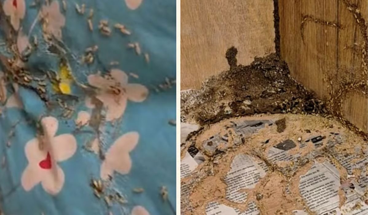 উইপোকায় ভরা কক্ষ, মধ্যরাতে সার্কিট হাউস ছাড়লেন বিরোধীদলীয় উপনেতা