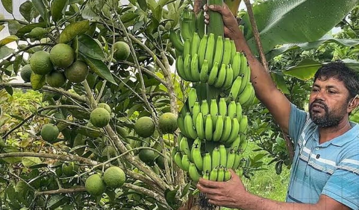 ইউটিউব দেখে মিশ্র ফলের বাগান, ১৭ লাখ টাকা বিক্রির আশা