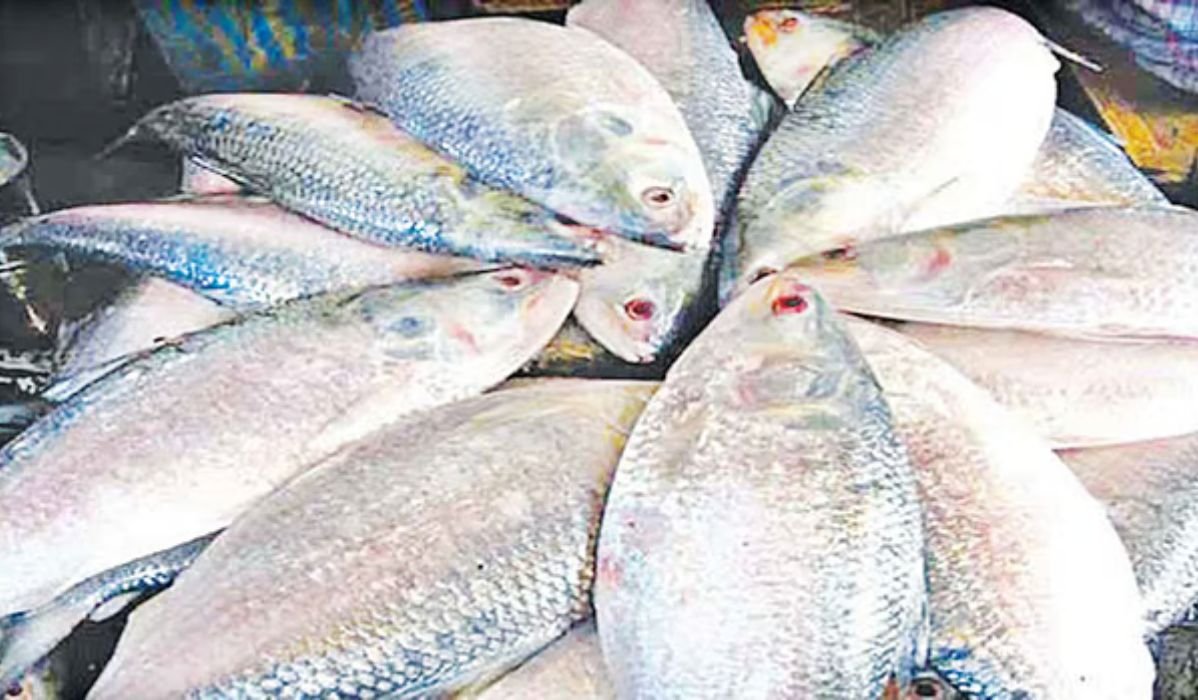 পদ্মা-মেঘনার ইলিশ কেন এত সুস্বাদু