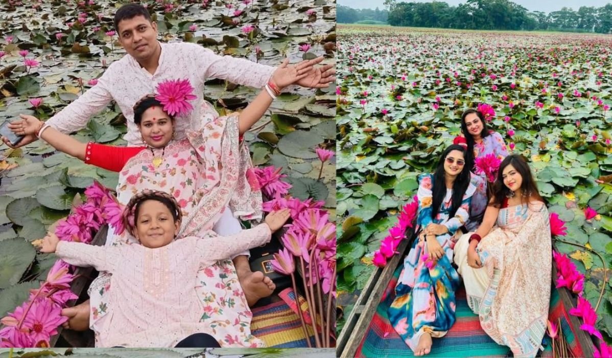 শাপলার সৌন্দর্যে মুগ্ধ উজিরপুর, বাড়ছে পর্যটকের ভিড়