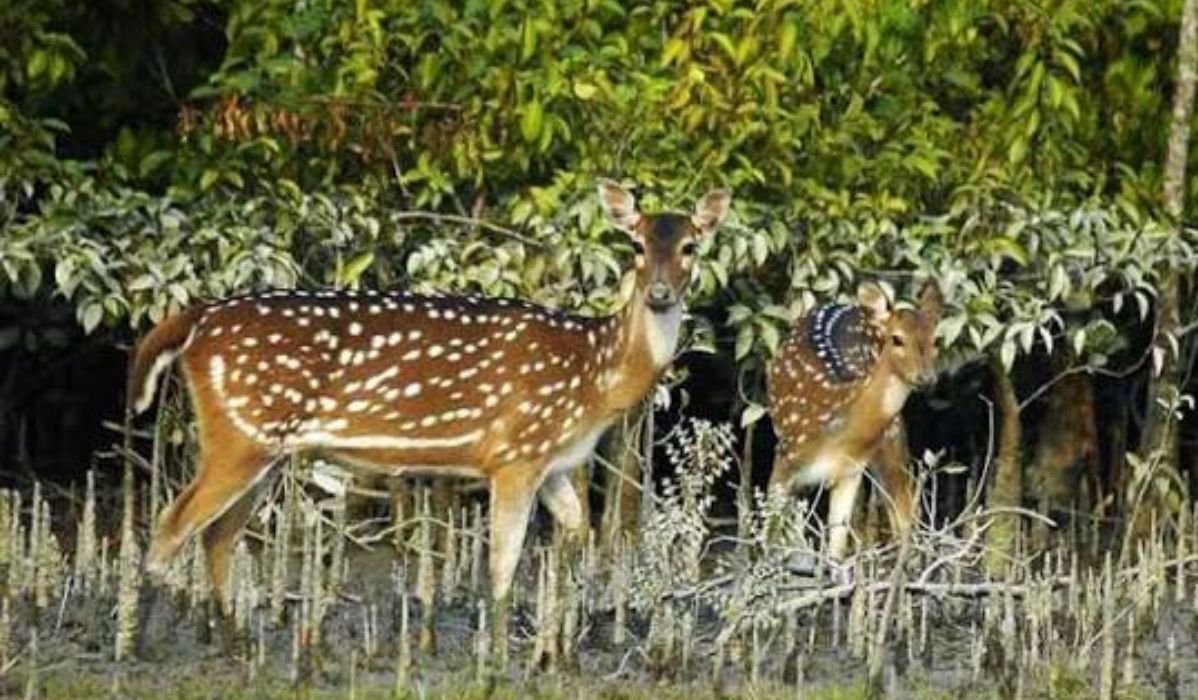 কটকার জলে-জঙ্গলে সুন্দরবনের বন্যপ্রাণীর বিচরণ
