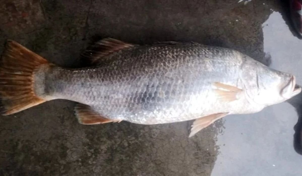 মেঘনায় জেলের জালে ধরা পড়ল ১৪ কেজির কোরাল