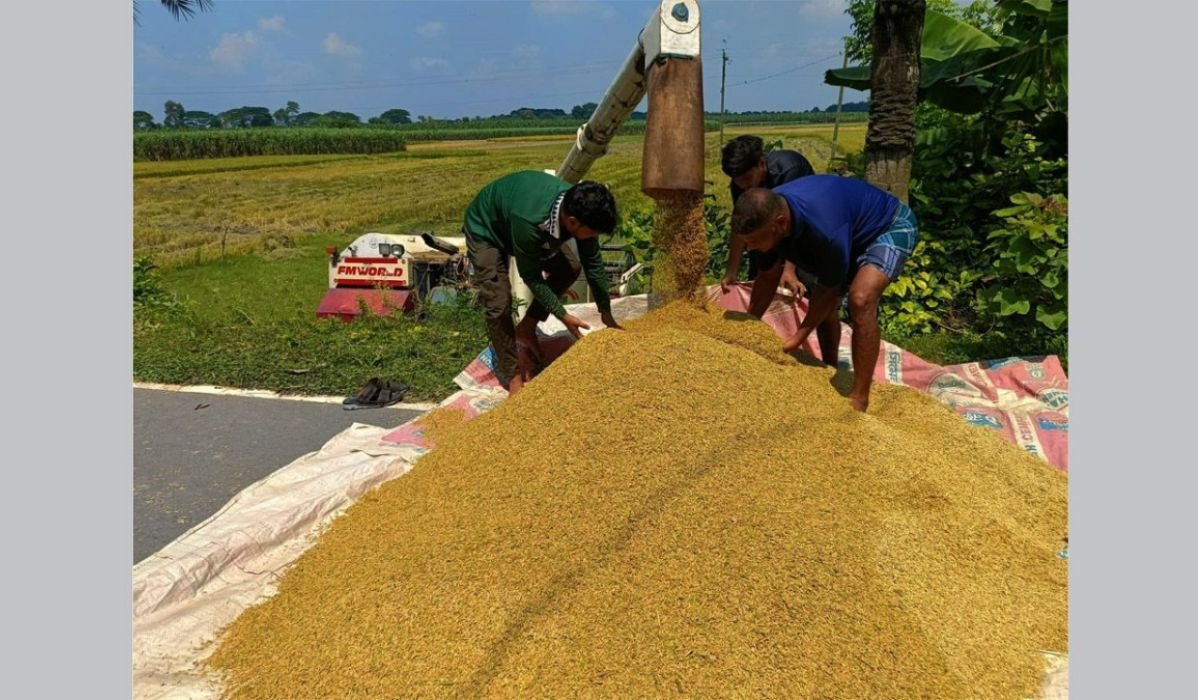 আউশের বাম্পার ফলনেও লোকসানের শঙ্কায় জীবননগরের কৃষক