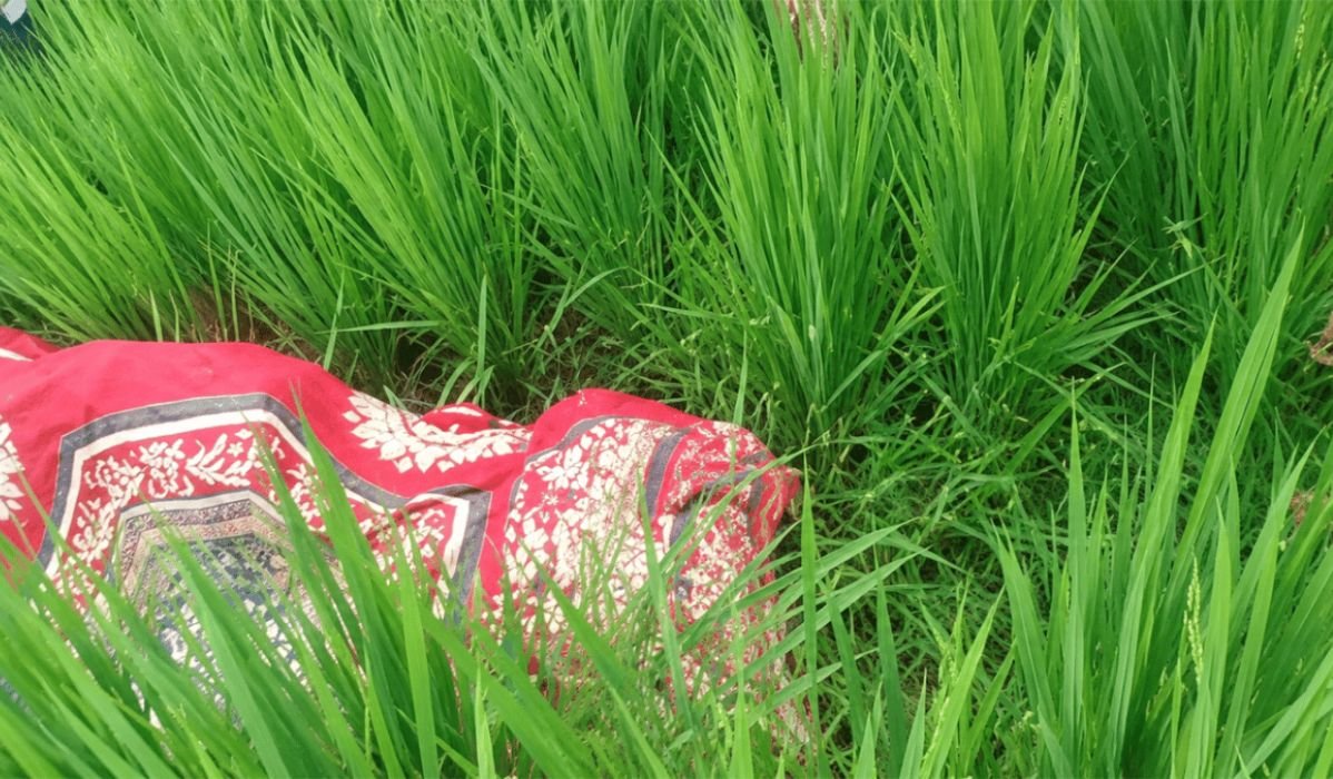 দেবীগঞ্জে ধানক্ষেত থেকে নারীর লাশ উদ্ধার