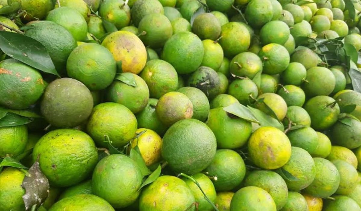 পাহাড়ে সবুজ মাল্টার বাম্পার ফলন, লাভবান কৃষক