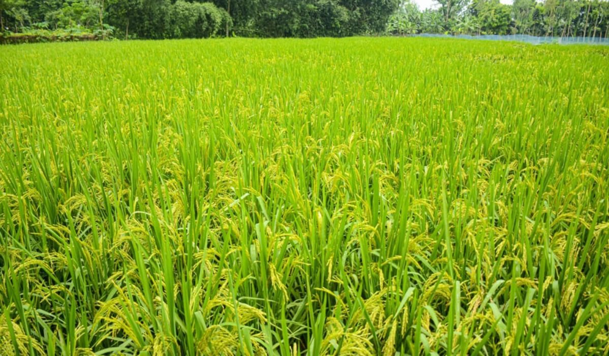 আউশ চাষে বদলে যাচ্ছে রংপুরের কৃষিচিত্র, ৯ বছরে আবাদ বেড়েছে ৩৬ হাজার হেক্টর