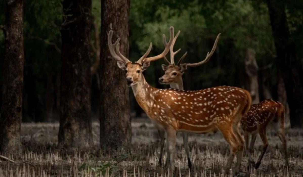 সুন্দরবন ভ্রমণে যাওয়ার আগে জেনে নিন ১২ জরুরি তথ্য