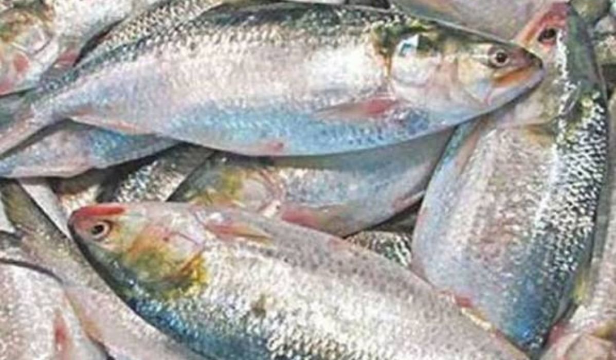 এক কেজি ইলিশ কিনতে কৃষকের আড়াই মণ ধান