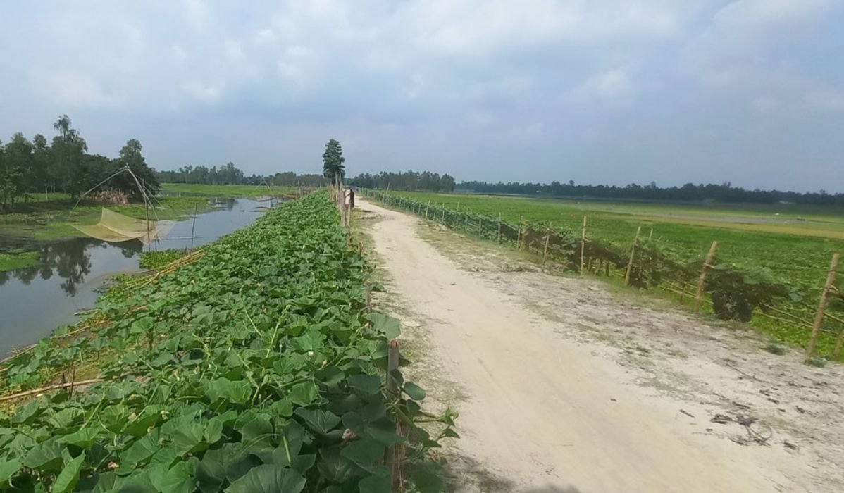 চরের কৃষকের নতুন ঠিকানা বাঁধের ঢাল, বাড়ছে সবজি চাষ