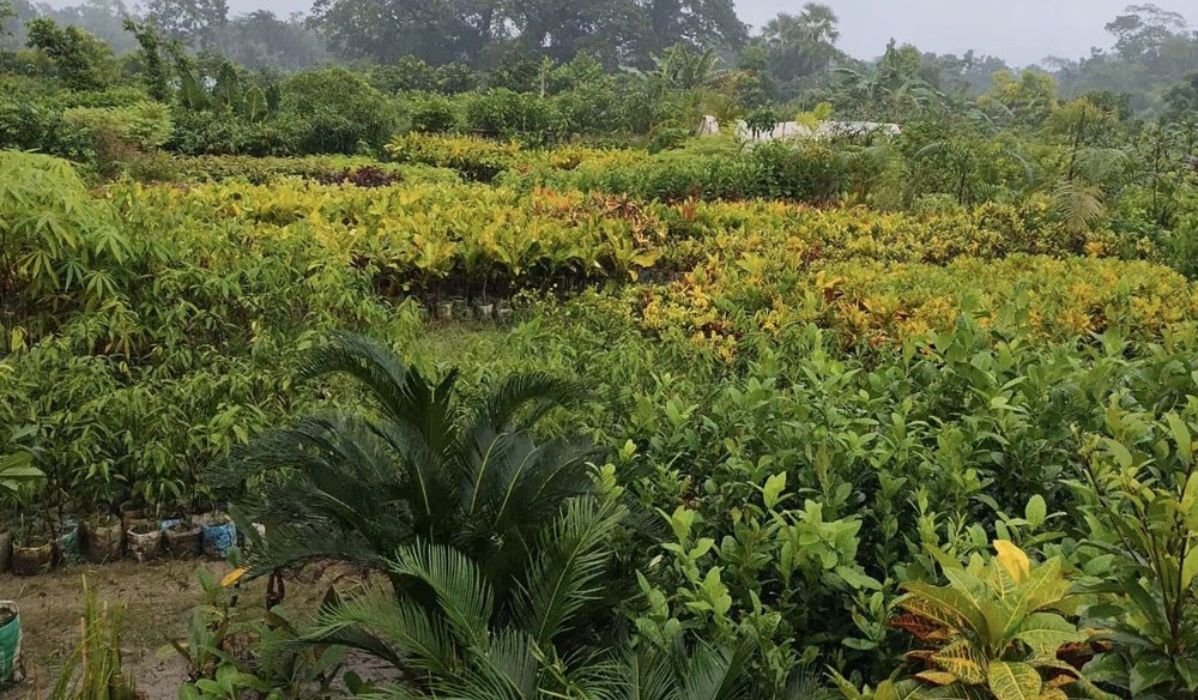 নার্সারিতে বদলে যাওয়া উপজেলা নেছারাবাদ