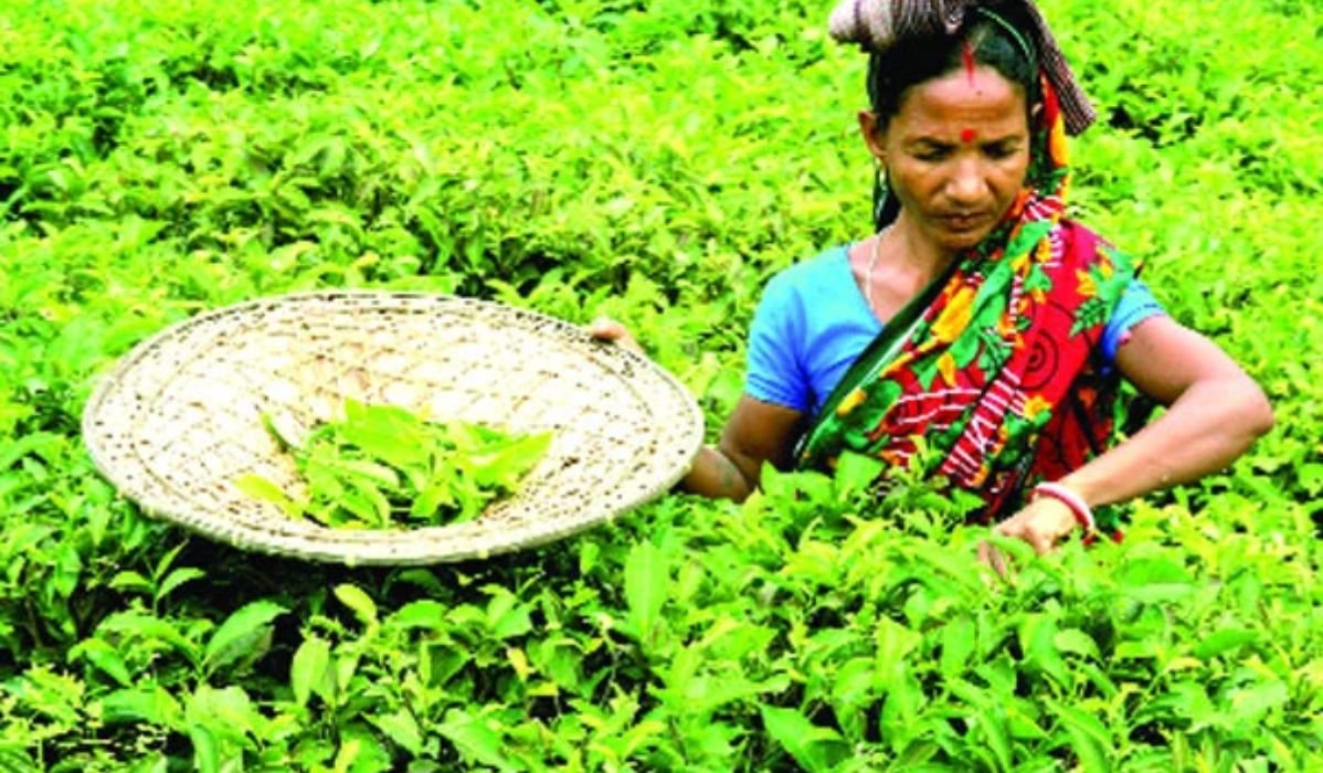 সিলেটে চোরাইপথে আসা ‘বুঙ্গার’ চায়ে সয়লাব বাজার
