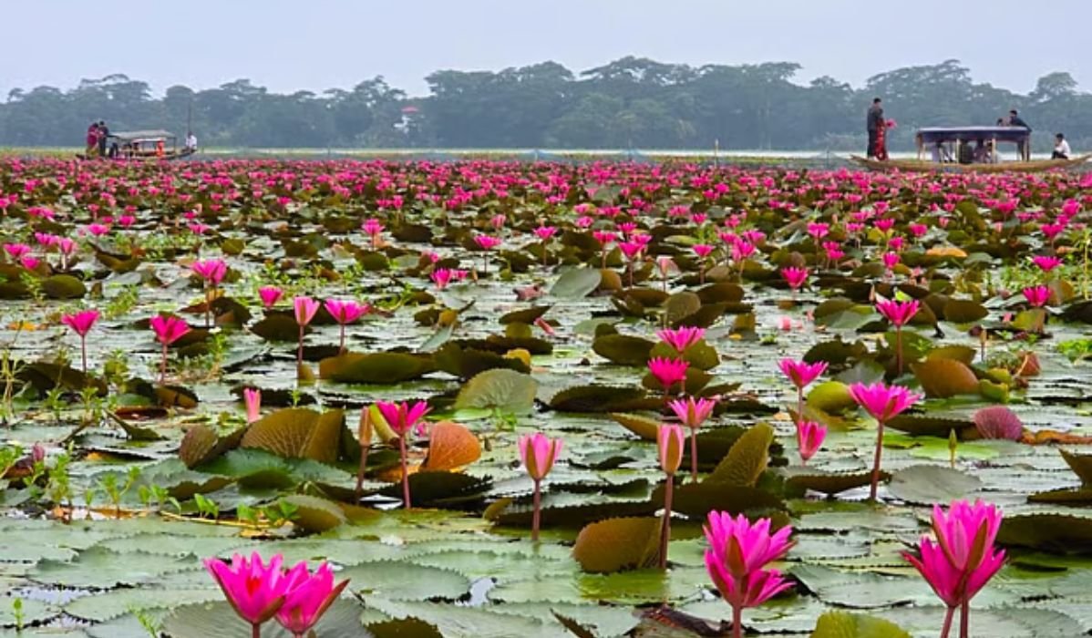লাল শাপলার বিলে বদলে গেছে সাতলার অর্থনীতি