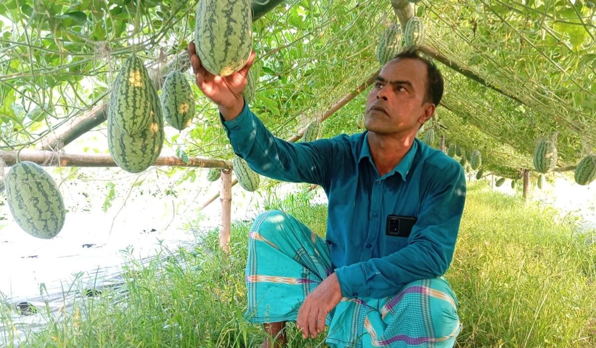 সিরাজগঞ্জে থাইল্যান্ডের কানিয়া তরমুজ চাষে হাসিবুরের সাফল্য