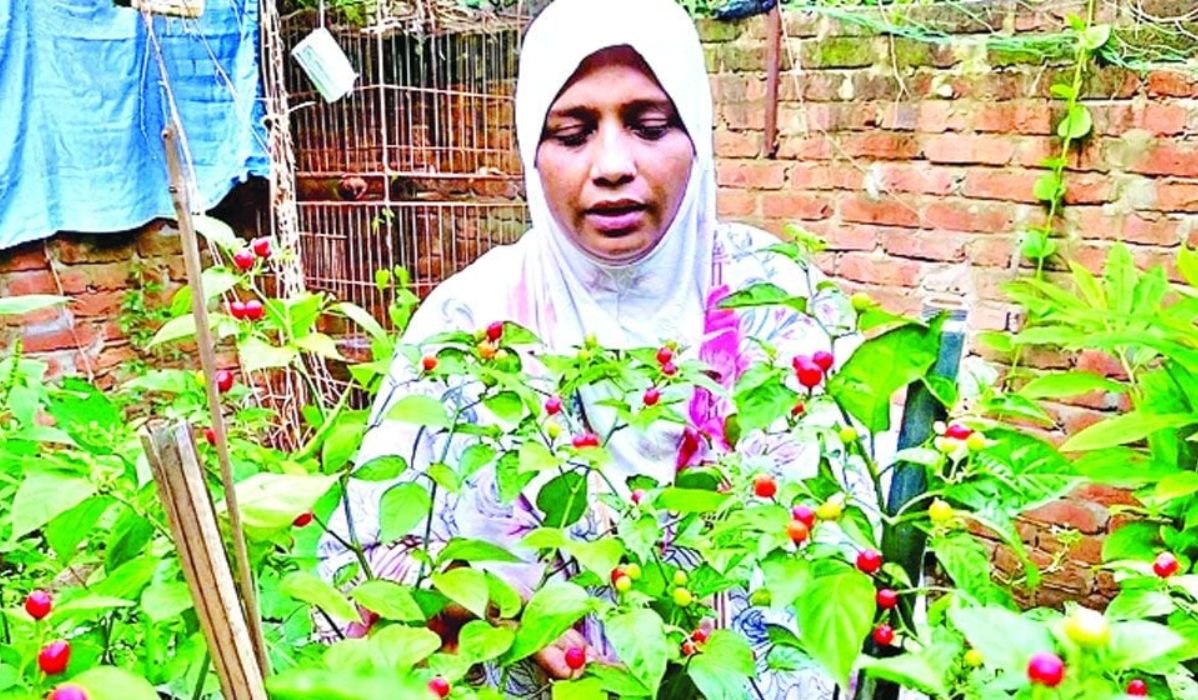 কুমিল্লায় চাষ হচ্ছে কেজি ২৮ লাখ টাকার ‘চারাপিতা’ মরিচ