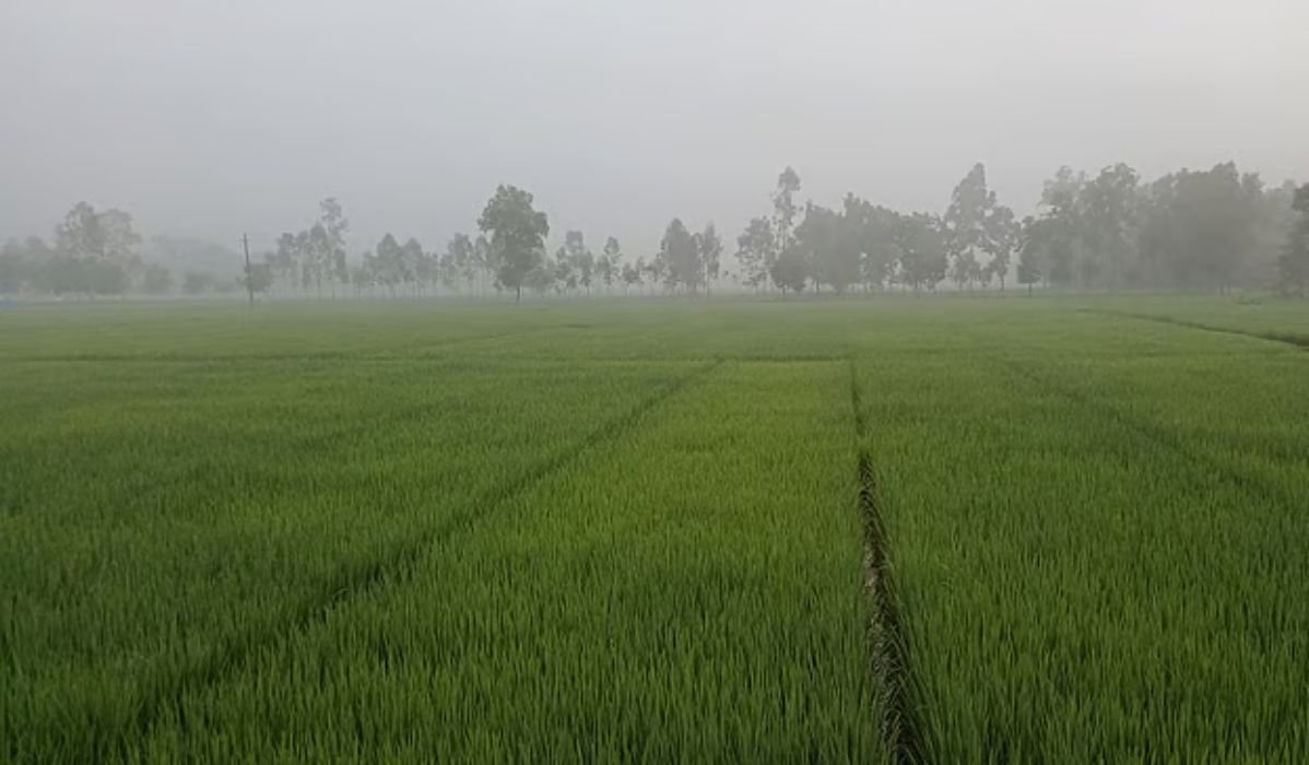 পঞ্চগড়ে শরতের ভোরে কুয়াশা, শীতের আগমনী বার্তা