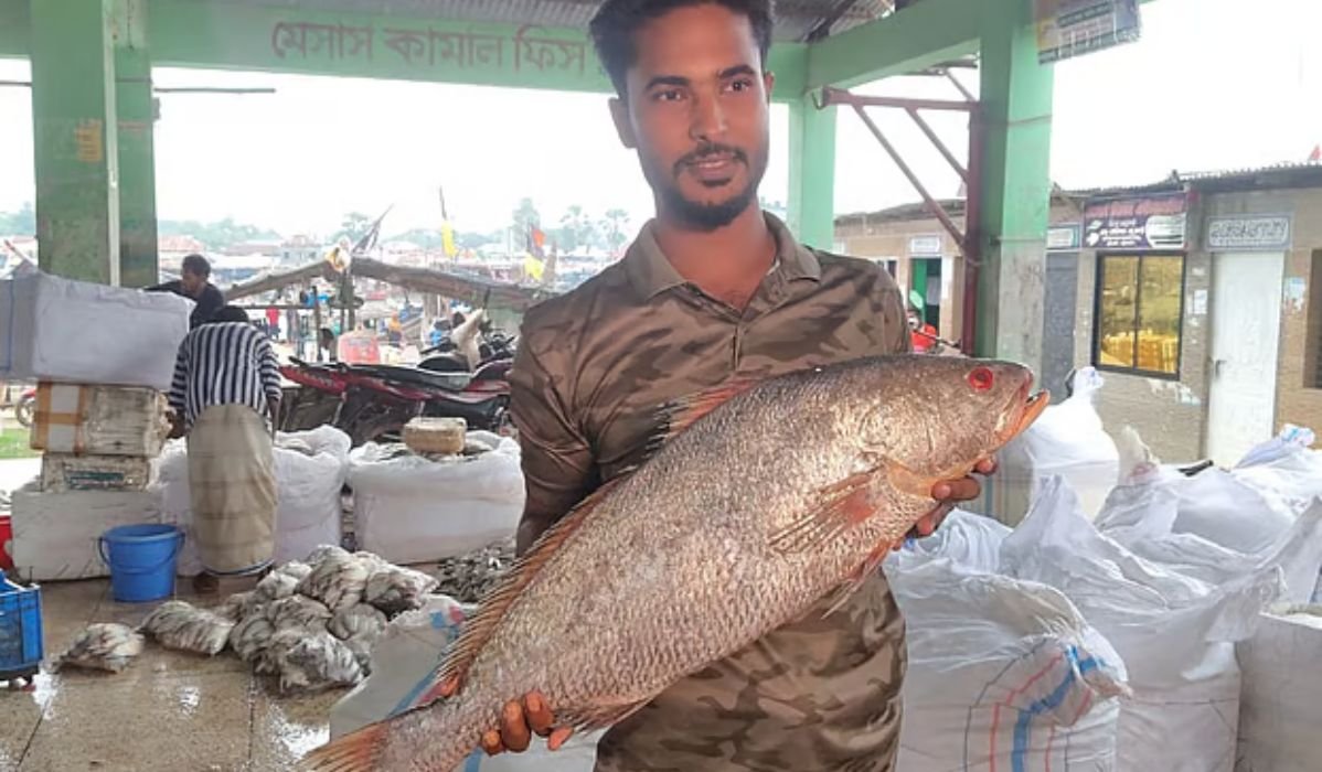 ৮ কেজির কালো পোয়া মাছ বিক্রি হলো ৪০ হাজার টাকায়