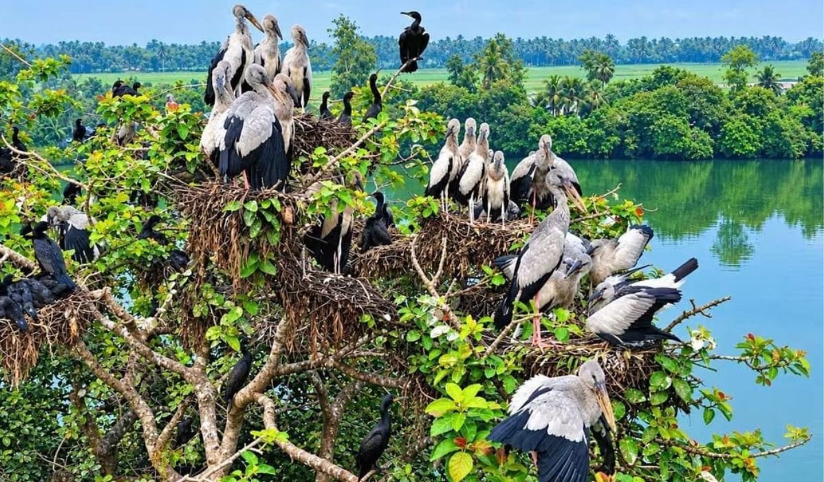 উলিপুরহাটে শামুকখোলের নিরাপদ আবাস